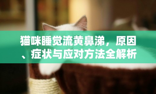 貓咪睡覺(jué)流黃鼻涕，原因、癥狀與應(yīng)對(duì)方法全解析