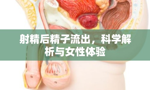 射精后精子流出，科學解析與女性體驗