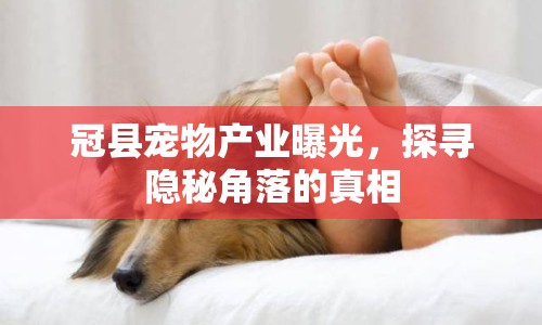 冠縣寵物產(chǎn)業(yè)曝光，探尋隱秘角落的真相