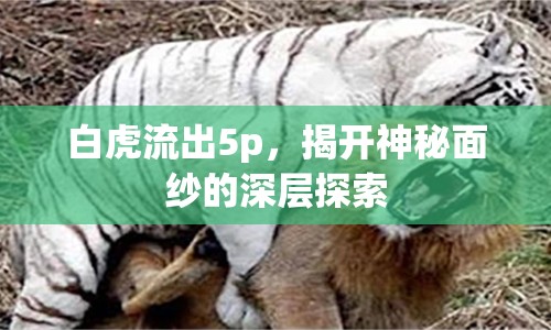 白虎流出5p，揭開(kāi)神秘面紗的深層探索