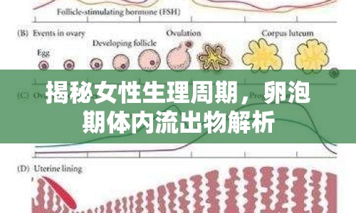 揭秘女性生理周期，卵泡期體內(nèi)流出物解析