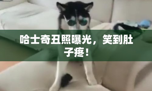 哈士奇丑照曝光，笑到肚子疼！
