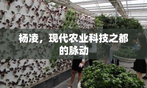 楊凌，現(xiàn)代農(nóng)業(yè)科技之都的脈動