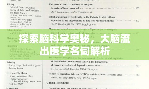 探索腦科學(xué)奧秘，大腦流出醫(yī)學(xué)名詞解析
