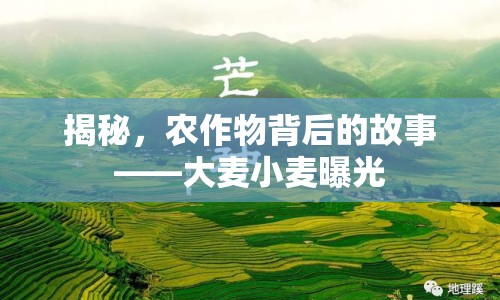 揭秘，農(nóng)作物背后的故事——大麥小麥曝光