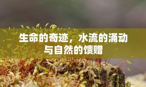 生命的奇跡，水流的涌動與自然的饋贈