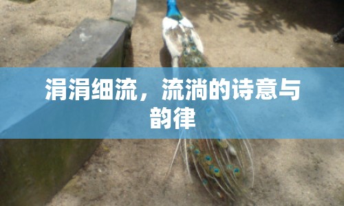 涓涓細(xì)流，流淌的詩(shī)意與韻律