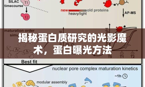揭秘蛋白質(zhì)研究的光影魔術(shù)，蛋白曝光方法