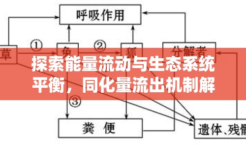 探索能量流動(dòng)與生態(tài)系統(tǒng)平衡，同化量流出機(jī)制解析