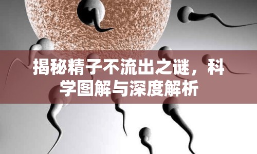 揭秘精子不流出之謎，科學(xué)圖解與深度解析