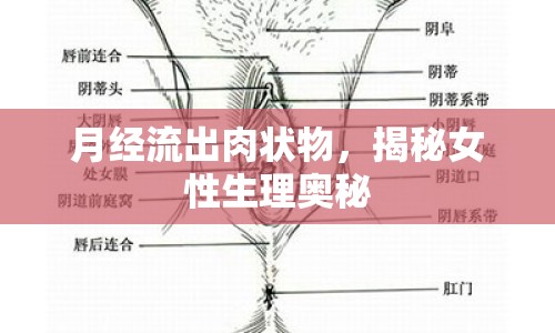 月經(jīng)流出肉狀物，揭秘女性生理奧秘