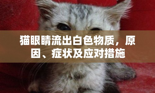 貓眼睛流出白色物質(zhì)，原因、癥狀及應(yīng)對(duì)措施