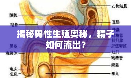 揭秘男性生殖奧秘，精子如何流出？