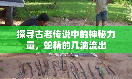探尋古老傳說中的神秘力量，蛇精的幾滴流出