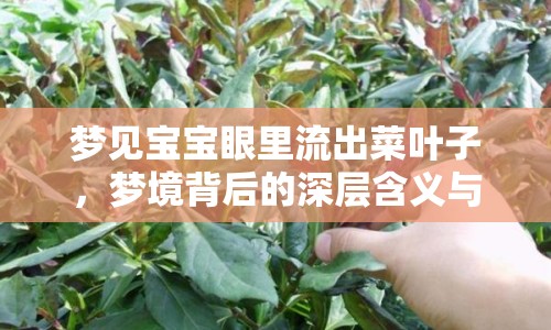 夢(mèng)見(jiàn)寶寶眼里流出菜葉子，夢(mèng)境背后的深層含義與解析