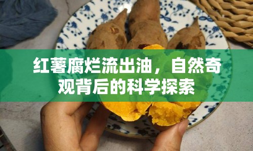 紅薯腐爛流出油，自然奇觀背后的科學(xué)探索