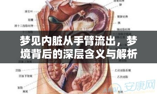 夢(mèng)見內(nèi)臟從手臂流出，夢(mèng)境背后的深層含義與解析
