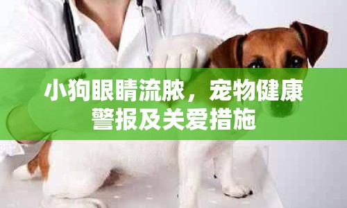 小狗眼睛流膿，寵物健康警報及關(guān)愛措施