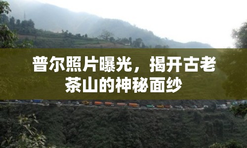 普爾照片曝光，揭開古老茶山的神秘面紗