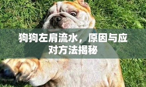 狗狗左肩流水，原因與應對方法揭秘