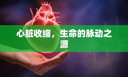 心臟收縮，生命的脈動(dòng)之源