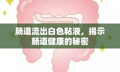 腸道流出白色粘液，揭示腸道健康的秘密