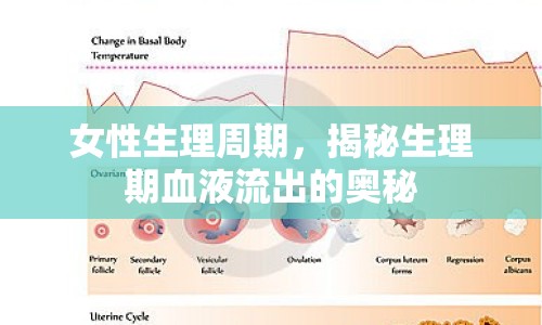 女性生理周期，揭秘生理期血液流出的奧秘