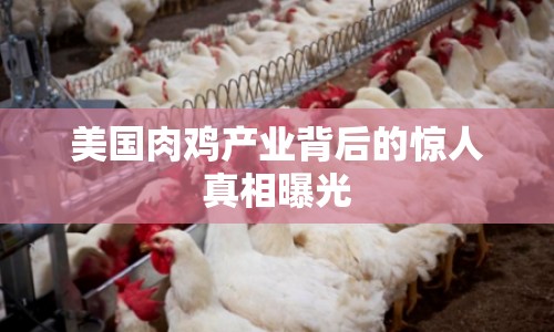 美國肉雞產業(yè)背后的驚人真相曝光