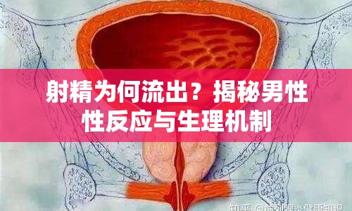 射精為何流出？揭秘男性性反應(yīng)與生理機(jī)制