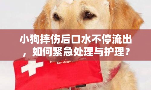小狗摔傷后口水不停流出，如何緊急處理與護(hù)理？