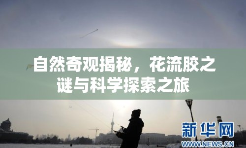 自然奇觀揭秘，花流膠之謎與科學(xué)探索之旅