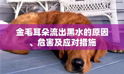 金毛耳朵流出黑水的原因、危害及應對措施