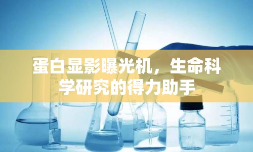 蛋白顯影曝光機(jī)，生命科學(xué)研究的得力助手