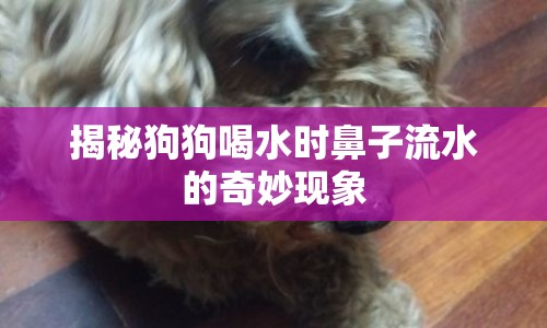 揭秘狗狗喝水時(shí)鼻子流水的奇妙現(xiàn)象