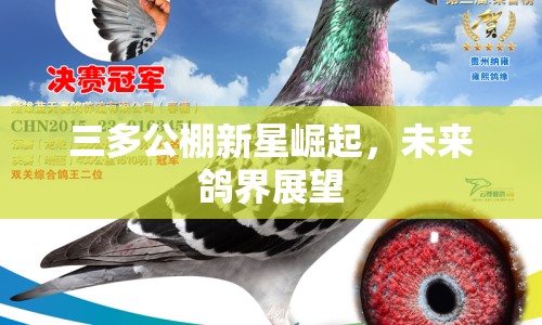 三多公棚新星崛起，未來鴿界展望