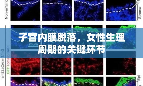 子宮內(nèi)膜脫落，女性生理周期的關(guān)鍵環(huán)節(jié)