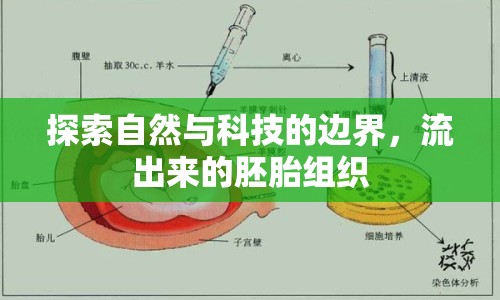 探索自然與科技的邊界，流出來的胚胎組織