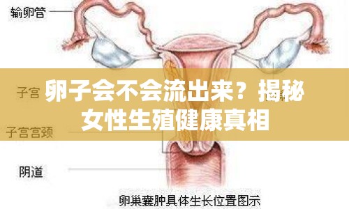 卵子會(huì)不會(huì)流出來？揭秘女性生殖健康真相