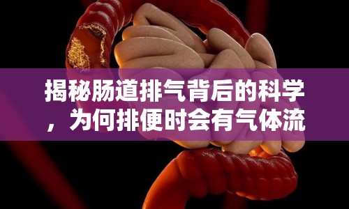 揭秘腸道排氣背后的科學(xué)，為何排便時會有氣體流出？