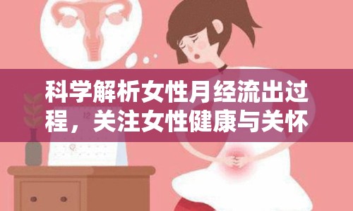 科學(xué)解析女性月經(jīng)流出過(guò)程，關(guān)注女性健康與關(guān)懷