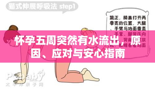懷孕五周突然有水流出，原因、應(yīng)對與安心指南