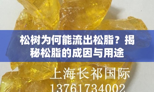 松樹為何能流出松脂？揭秘松脂的成因與用途