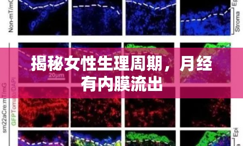 揭秘女性生理周期，月經(jīng)有內(nèi)膜流出