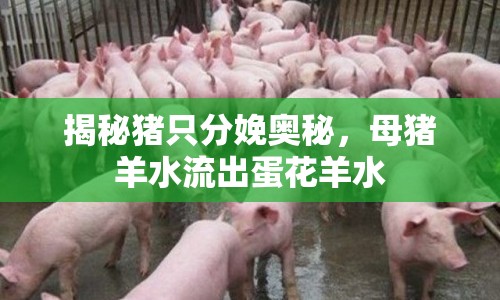 揭秘豬只分娩奧秘，母豬羊水流出蛋花羊水