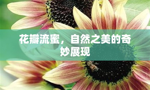 花瓣流蜜，自然之美的奇妙展現(xiàn)