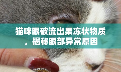 貓咪眼破流出果凍狀物質(zhì)，揭秘眼部異常原因