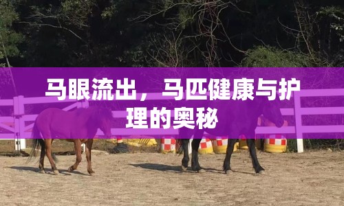 馬眼流出，馬匹健康與護(hù)理的奧秘
