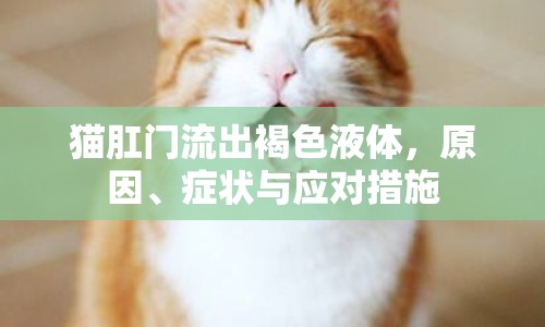 貓肛門流出褐色液體，原因、癥狀與應(yīng)對措施