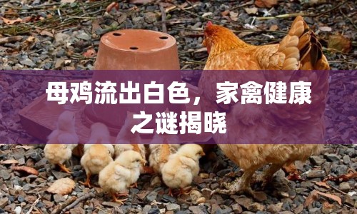 母雞流出白色，家禽健康之謎揭曉
