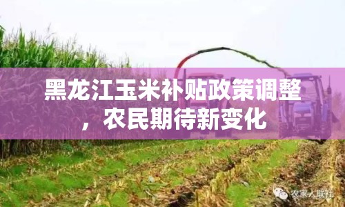 黑龍江玉米補貼政策調(diào)整，農(nóng)民期待新變化